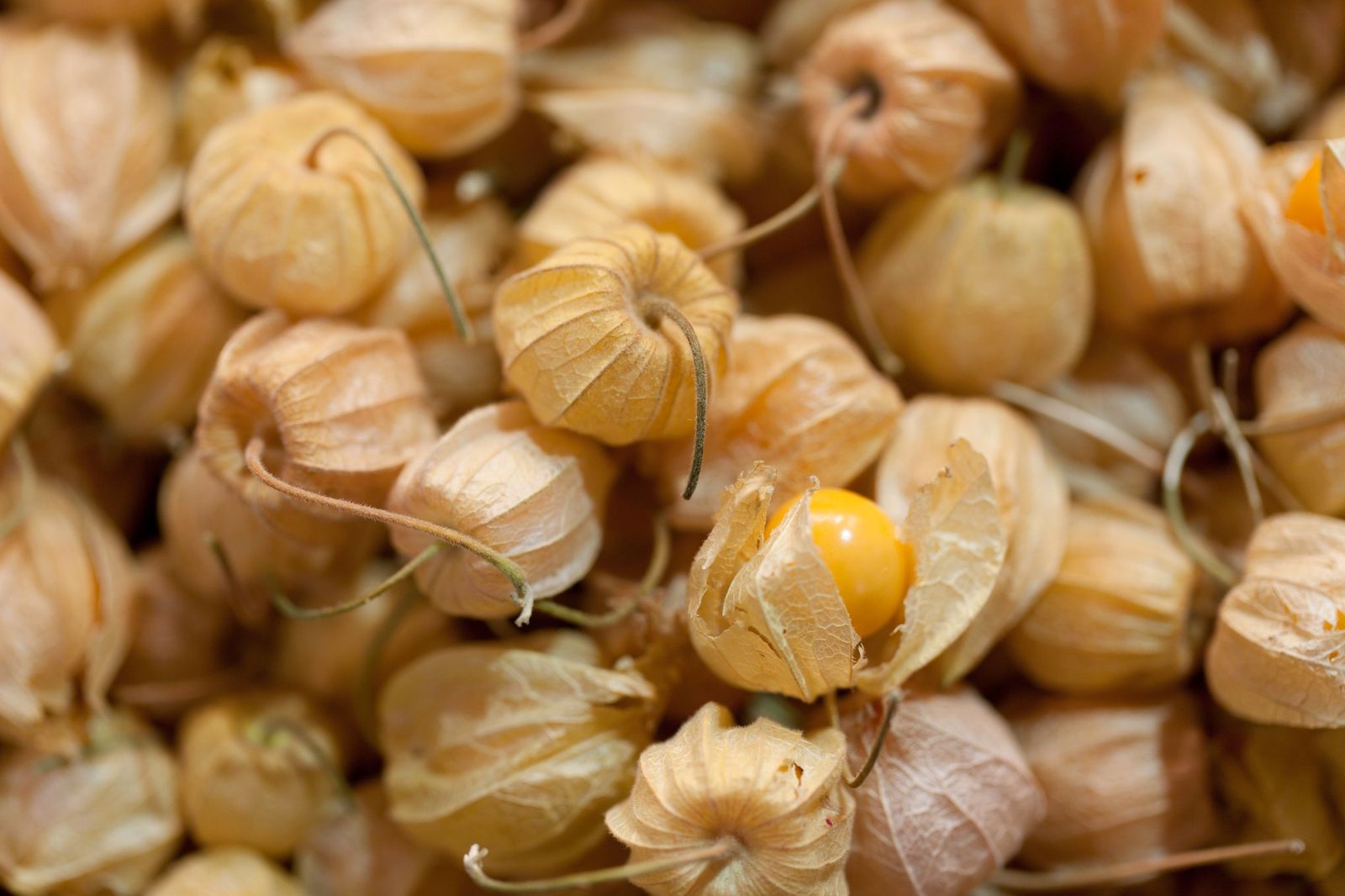 Dried goldenberries spread out on a drying tray